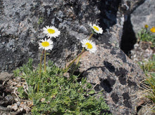 Load image into Gallery viewer, Erigeron compositus
