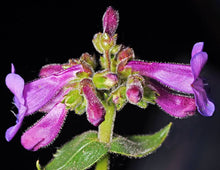 Load image into Gallery viewer, Penstemon ovatus
