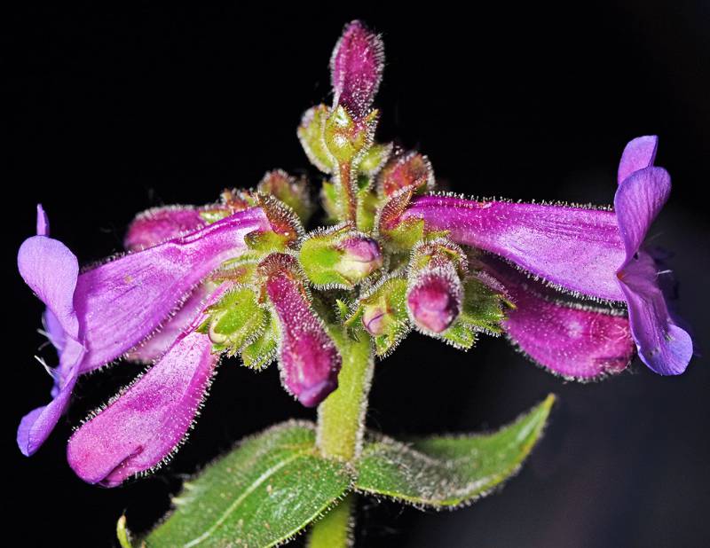 Penstemon ovatus