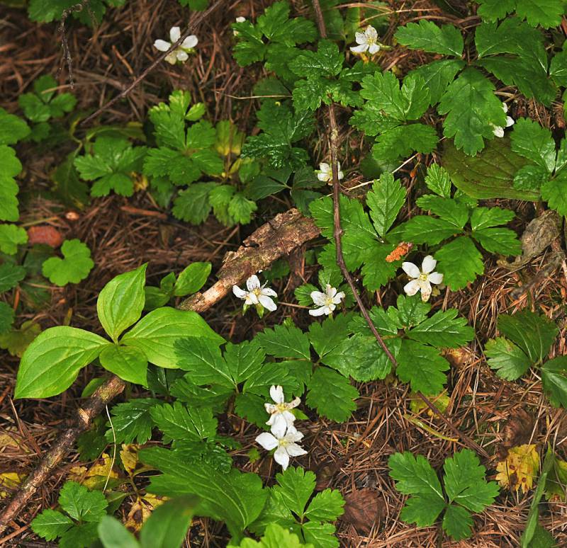 Rubus pedatus