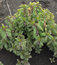 Load image into Gallery viewer, Mentha canadensis
