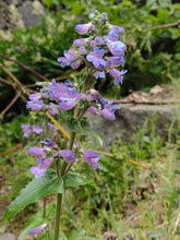 Load image into Gallery viewer, Penstemon ovatus
