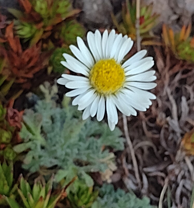 Erigeron compositus