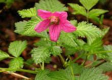 Load image into Gallery viewer, Rubus spectabilis
