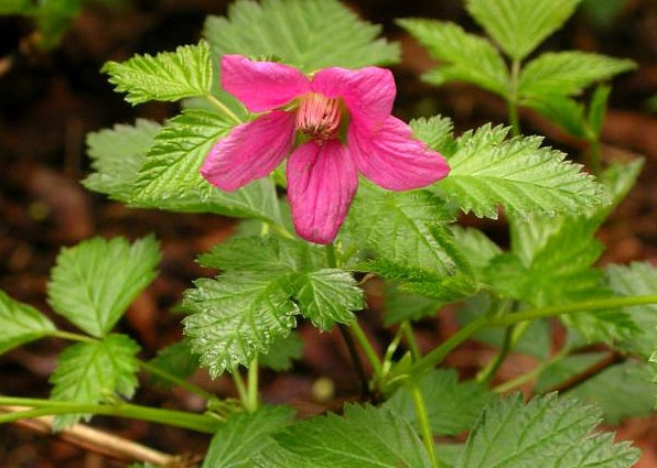 Rubus spectabilis