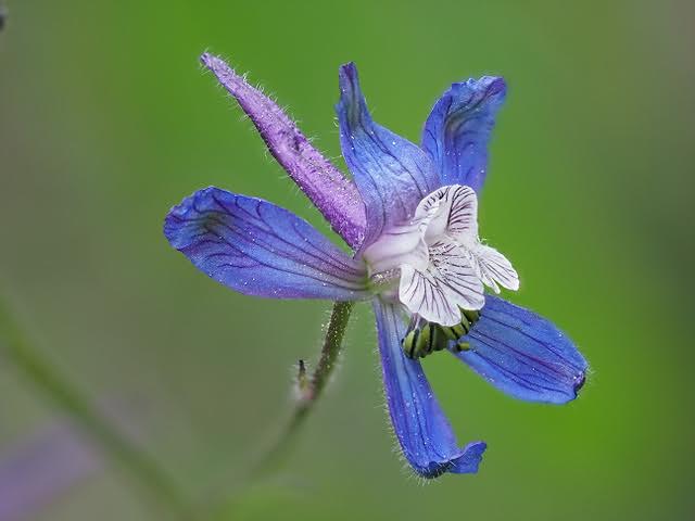 Delphinium menziesii