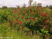 Load image into Gallery viewer, Sambucus racemosa
