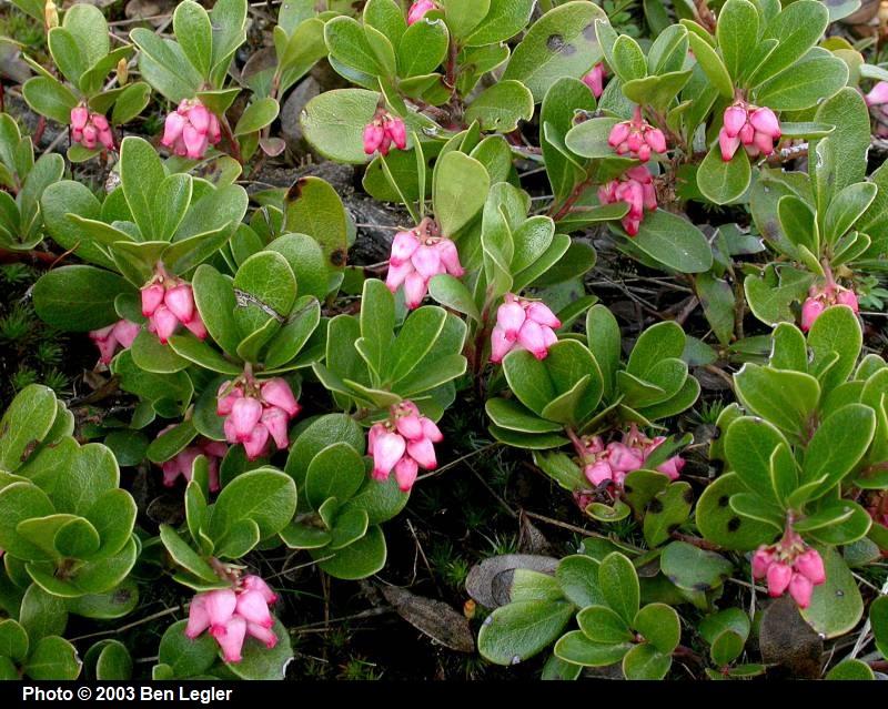 Arctostaphylos uva-ursi