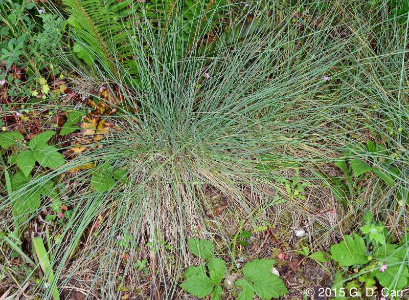 Festuca roemeri