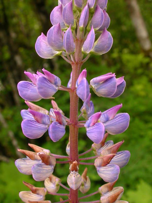 Lupinus polyphyllus