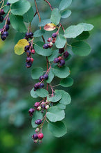 Load image into Gallery viewer, Amelanchier alnifolia
