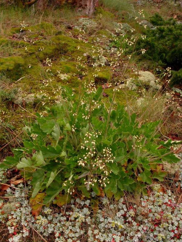 Heuchera micrantha var. diversifolia