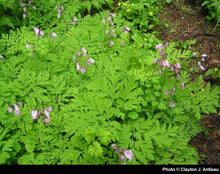 Load image into Gallery viewer, Dicentra formosa
