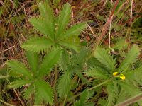 Load image into Gallery viewer, Potentilla gracilis
