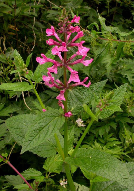 Stachys cooleyae