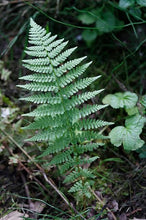 Load image into Gallery viewer, Athyrium filix-femina
