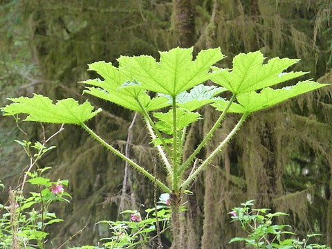 Oplopanax horridus