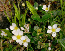 Load image into Gallery viewer, Fragaria chiloensis
