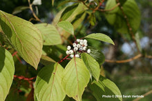 Load image into Gallery viewer, Cornus stolonifera (sericea)
