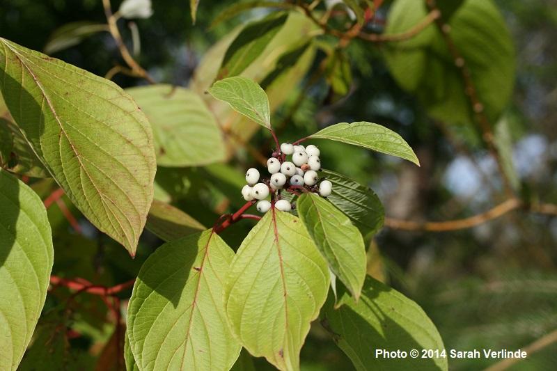 Cornus stolonifera (sericea)