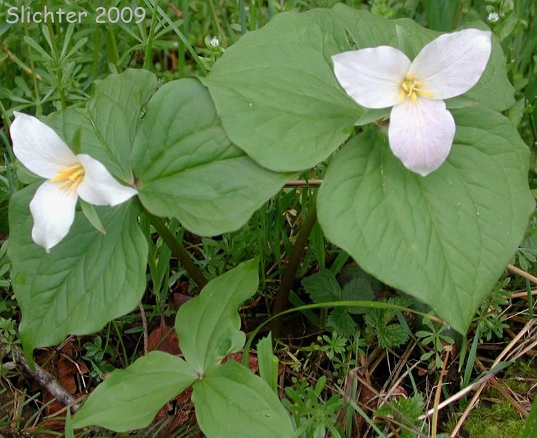 Trillium ovatum