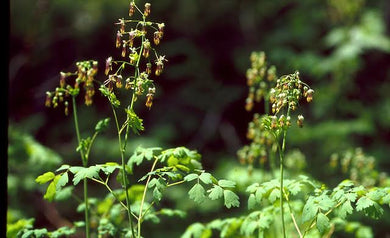 Male flowers