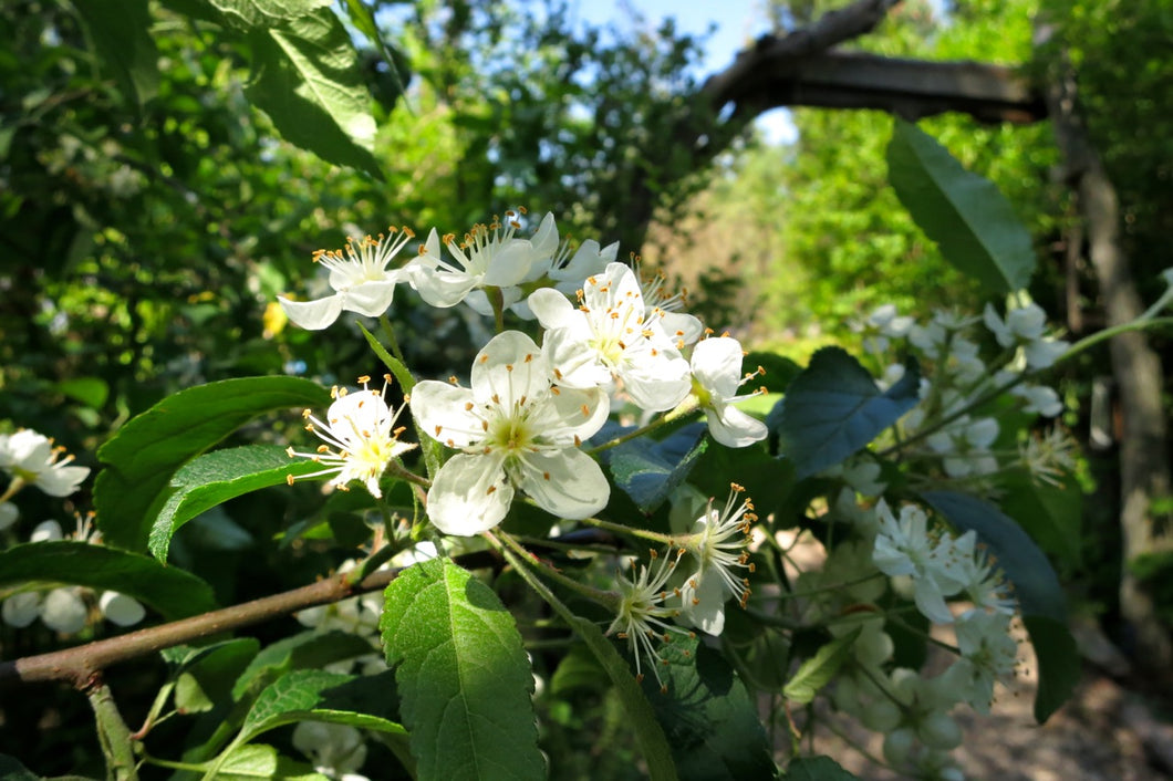 Malus fusca