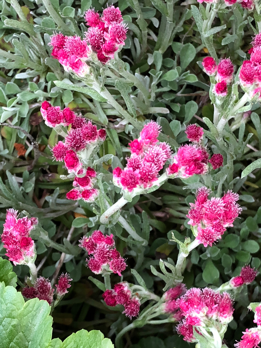 Antennaria microphylla