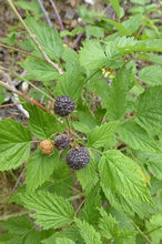 Load image into Gallery viewer, Rubus ursinus
