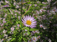 Load image into Gallery viewer, Symphyotrichum subspicatum
