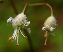 Load image into Gallery viewer, Heuchera micrantha var. diversifolia
