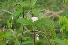 Load image into Gallery viewer, Cornus stolonifera (sericea)
