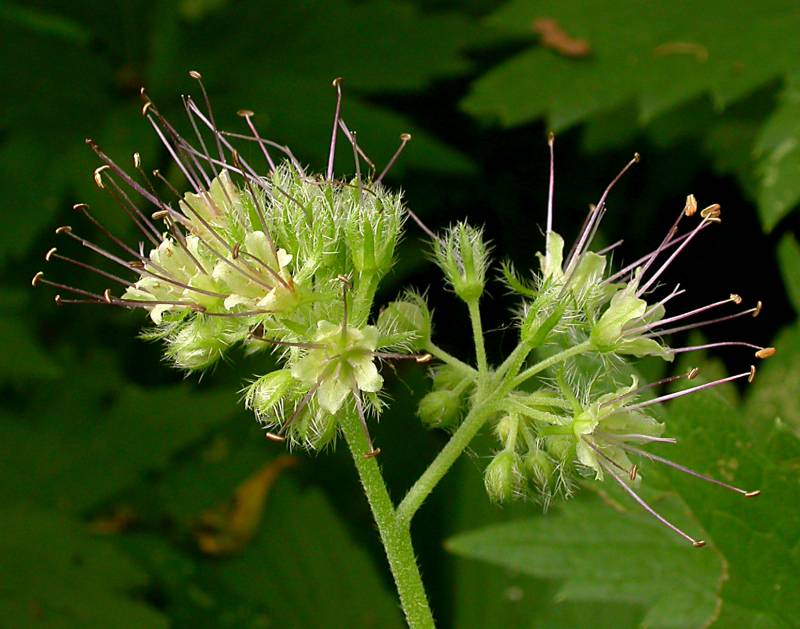 Hydrophyllum tenuipes