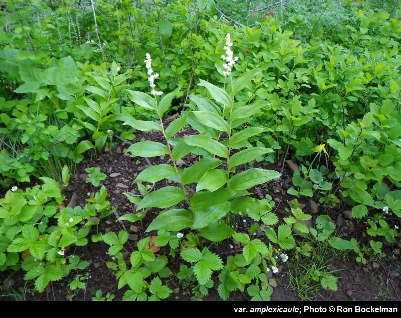 Maianthemum racemosum