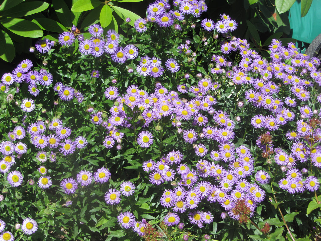 Erigeron speciosus