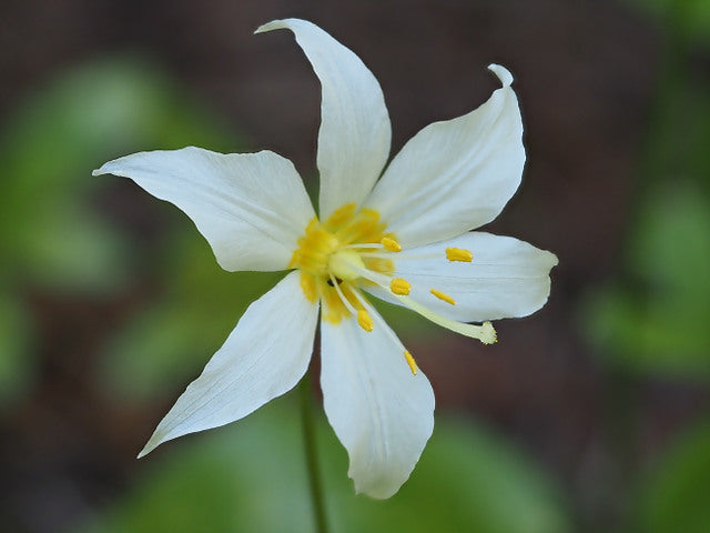 Erythronium oregonum