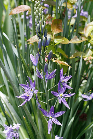 Camassia quamash ssp. quamash