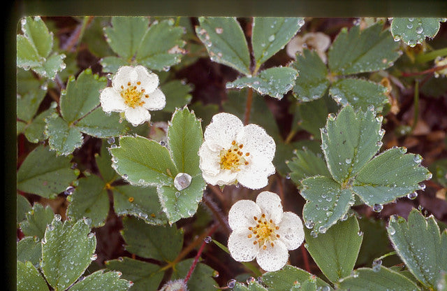 Fragaria virginiana