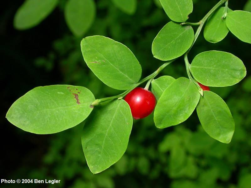 Vaccinium parvifolium