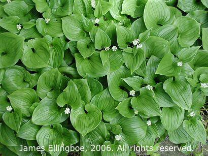 Maianthemum dilatatum