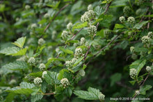 Load image into Gallery viewer, Physocarpus capitatus
