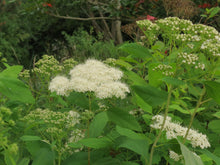 Load image into Gallery viewer, Spiraea lucida
