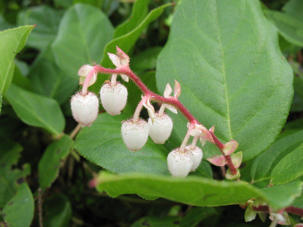 Gaultheria shallon