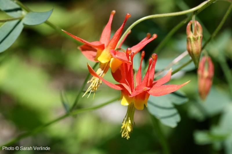 Aquilegia formosa