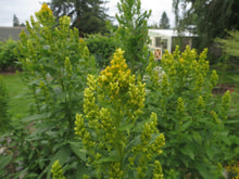 Load image into Gallery viewer, Solidago lepida
