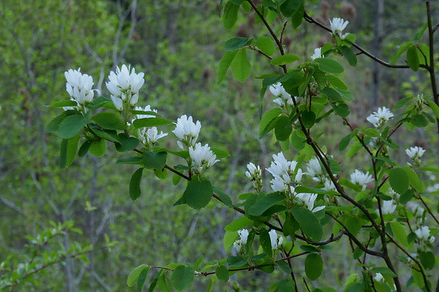 Amelanchier alnifolia