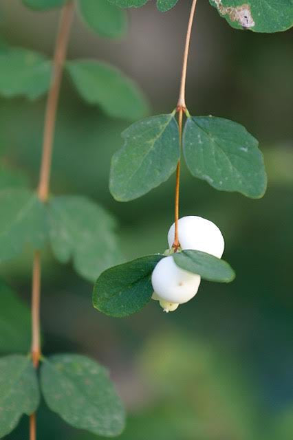 Symphoricarpos albus