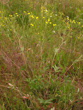 Load image into Gallery viewer, Potentilla gracilis
