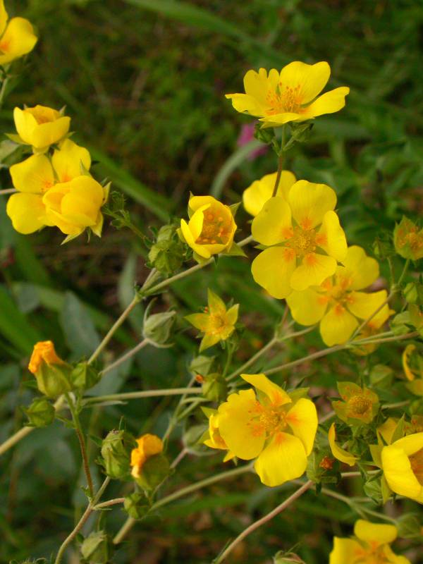 Potentilla gracilis