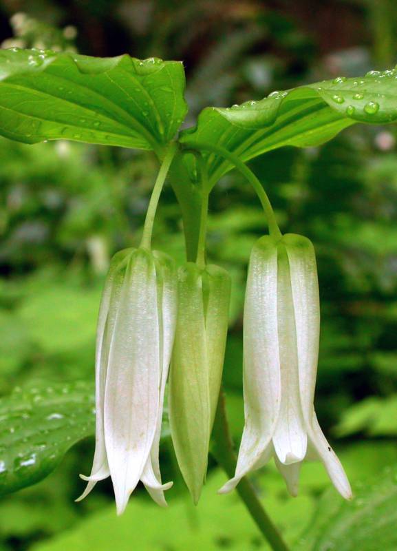 Prosartes smithii